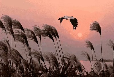 ​七律. 忧愁风雨（之九）