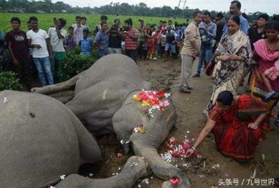 ​印度两头大象迁徙途中被电死，同伴相救都悲剧！
