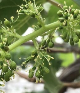 ​葡萄花开你见过吗？