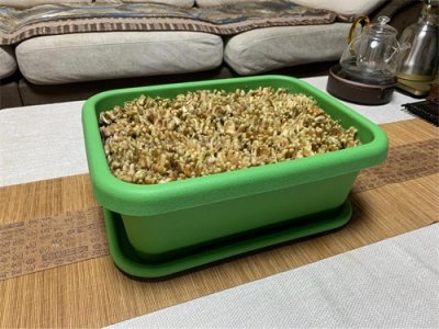 ​南宫黄韭盆景，高密度盆栽韭菜，一盆顶十盆