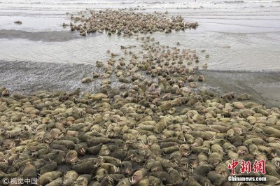 ​全球变暖致海冰融化 美国数千海象被迫上岸