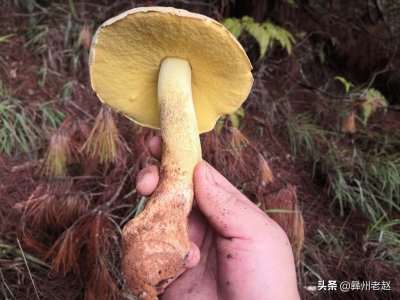 ​野生菌种类繁多，学会“望、闻、问、切”，捡到毒菌便能轻松识别