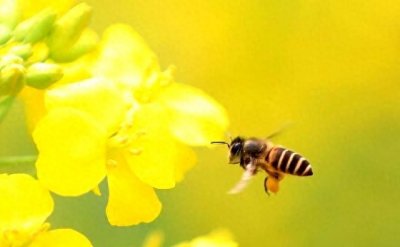 ​爱因斯坦预言：假如蜜蜂灭绝，人类活不过4年！原来不是危言耸听