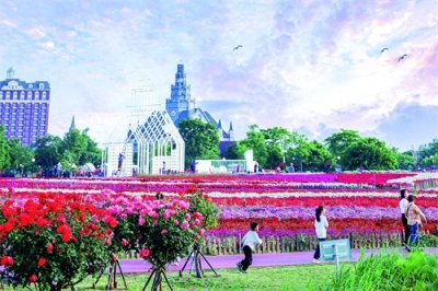 ​江苏盐城大丰荷兰花海繁花似锦