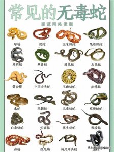 ​无毒蛇名单，见了也不敢碰