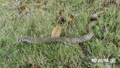 ​身穿“花衣”——草花蛇