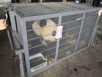 ​刚刚，两只新大熊猫空降吉林长春！24日将与游客见面