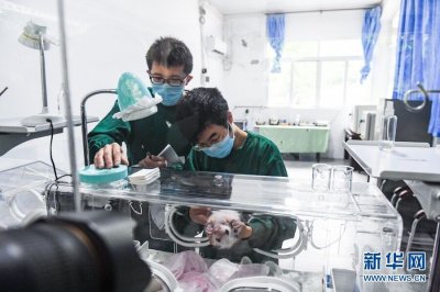 ​重庆动物园两只大熊猫同日诞下双胞胎