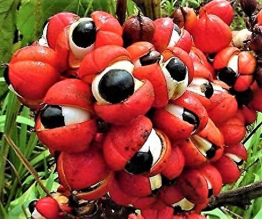 敢吃吗？一直盯着你看的果子！瓜拉纳（巴西香可可）果实