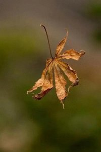 ​【诗海拾贝】轻一点（诗歌）