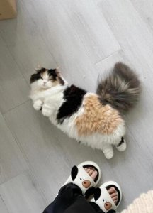 ​一组可爱的三花猫图片：又沦陷了吧？