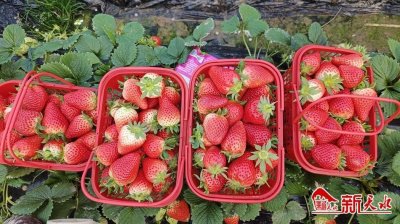 ​奶油草莓受青睐 产业园里笑声欢