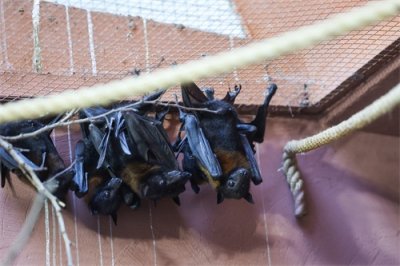 ​（外代二线）罗兹动物园的果蝠