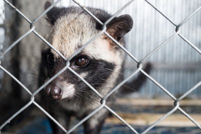 ​麝香猫，又一个被市场经济牺牲掉的物种