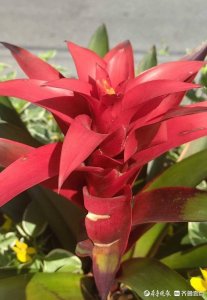 ​青未了|吉祥的花—鸿运当头