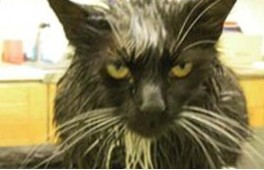 狠心主人居然把猫咪放进微波炉加热，没有人性