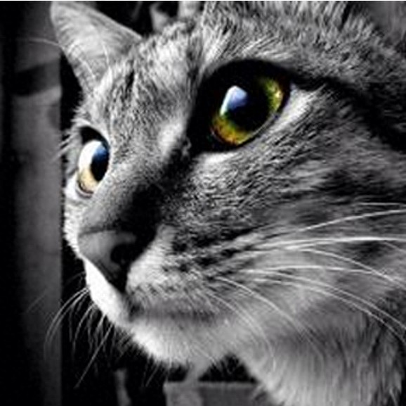 狠心主人居然把猫咪放进微波炉加热，没有人性