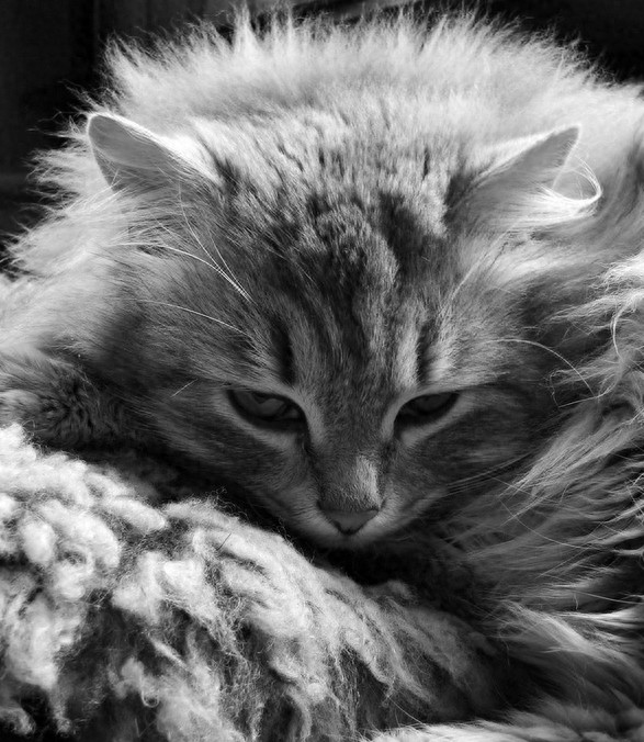 狠心主人居然把猫咪放进微波炉加热，没有人性