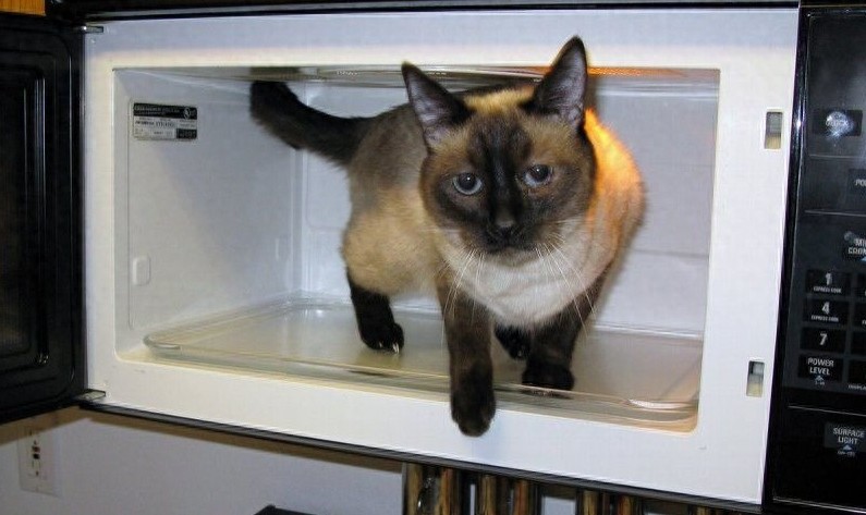 狠心主人居然把猫咪放进微波炉加热，没有人性