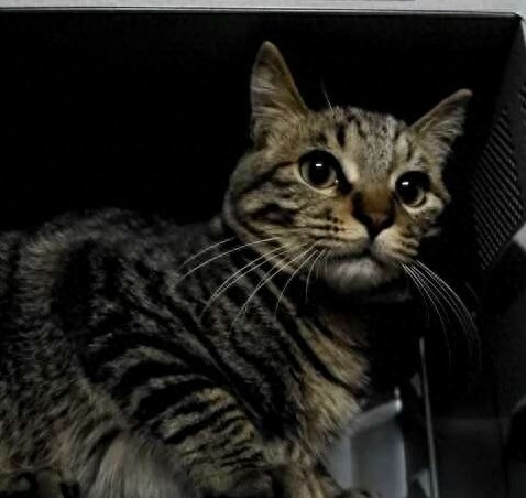 狠心主人居然把猫咪放进微波炉加热，没有人性