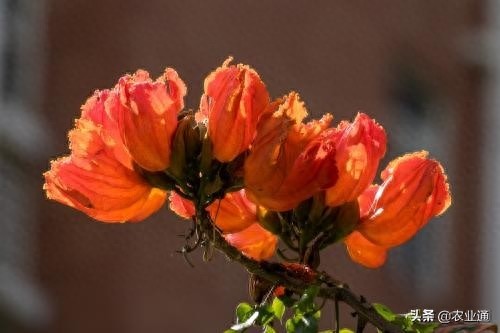 每日一花（火焰花）