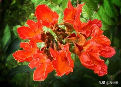 ​每日一花（火焰花）