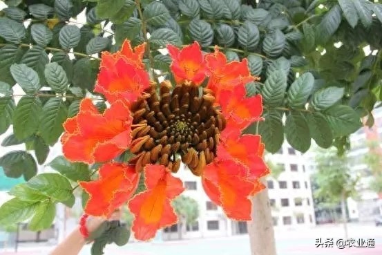 每日一花（火焰花）