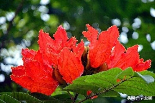 每日一花（火焰花）