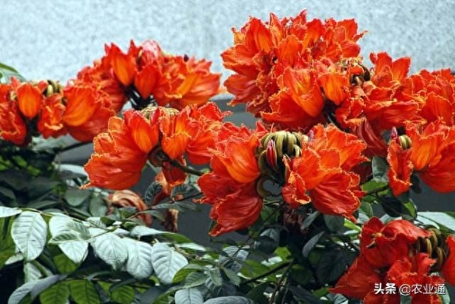 每日一花（火焰花）