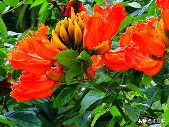 每日一花（火焰花）