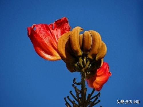 每日一花（火焰花）