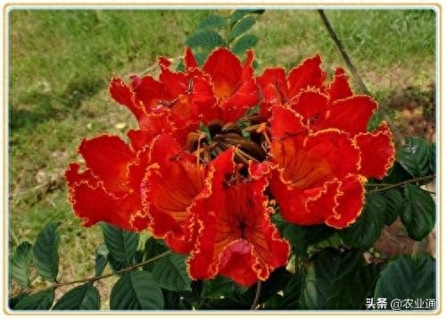 每日一花（火焰花）