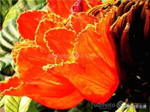 每日一花（火焰花）