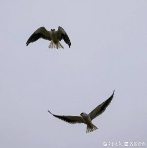 ​鸟类知识科普|黑翅鸢