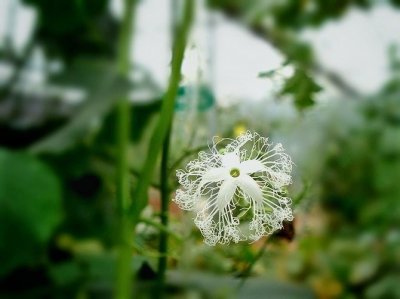 ​「植物」老鼠瓜