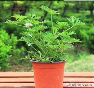 ​夏季来临推荐几款适合家里的驱蚊植物