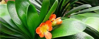 ​君子兰施肥能用鸡蛋吗