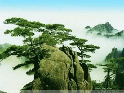 ​七绝(新韵)：松竹梅