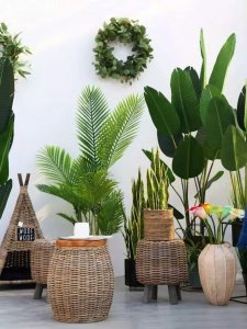 ​适合室内种植的盆栽植物大全