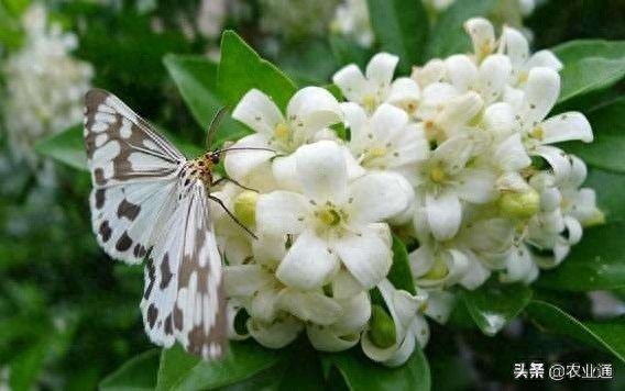 每日一花（九里香）