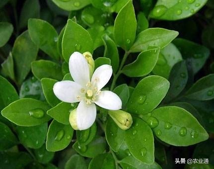 每日一花（九里香）