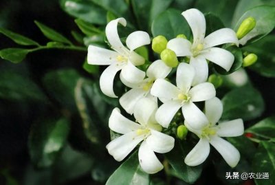 ​每日一花（九里香）