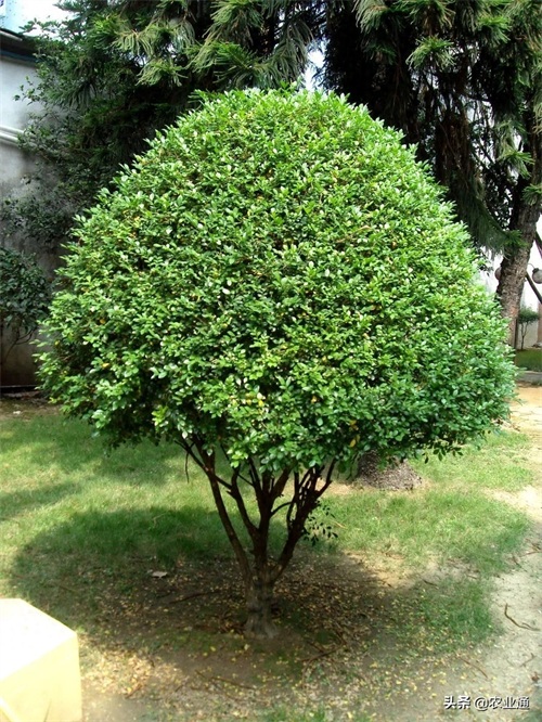 每日一花（九里香）