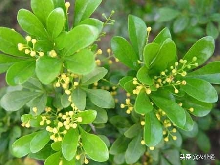 每日一花（九里香）