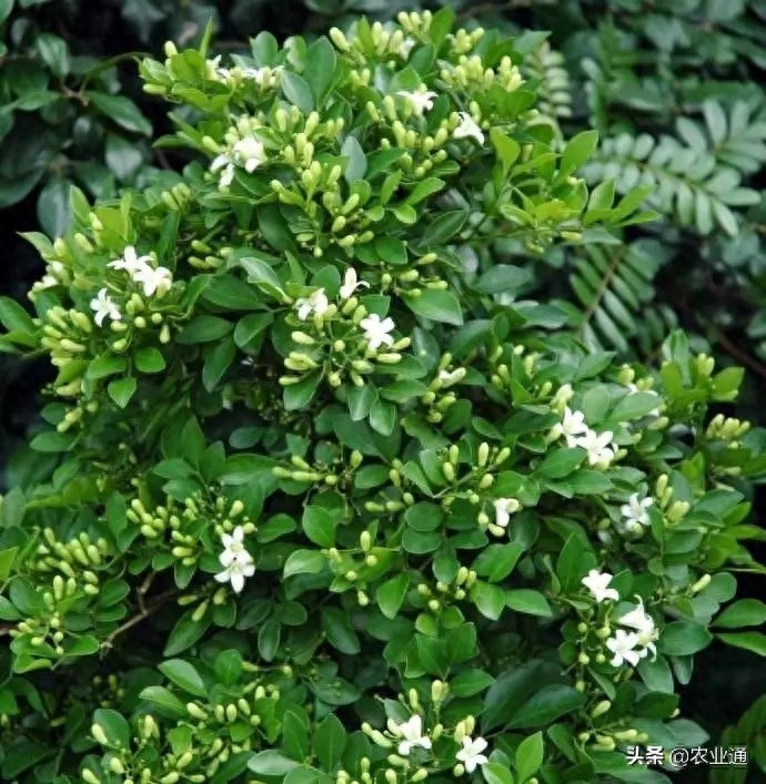 每日一花（九里香）