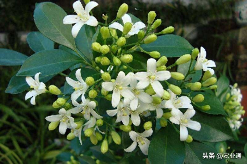 每日一花（九里香）