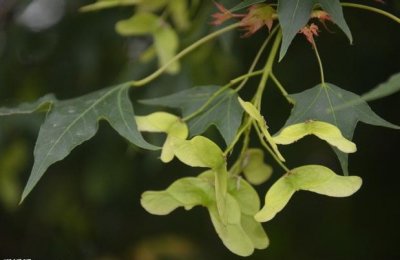 ​元宝枫：像“金锭元宝”的槭树你有没有见过