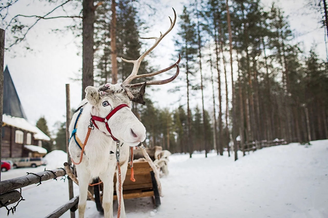 圣诞老人村真的存在 就在北极圈上