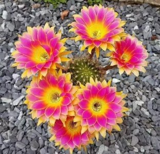 ​100种仙人球开花图鉴，平时丑丑的它们，开起花来，惊艳