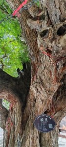 ​打卡三亚大洞天，遇见百年酸豆树！